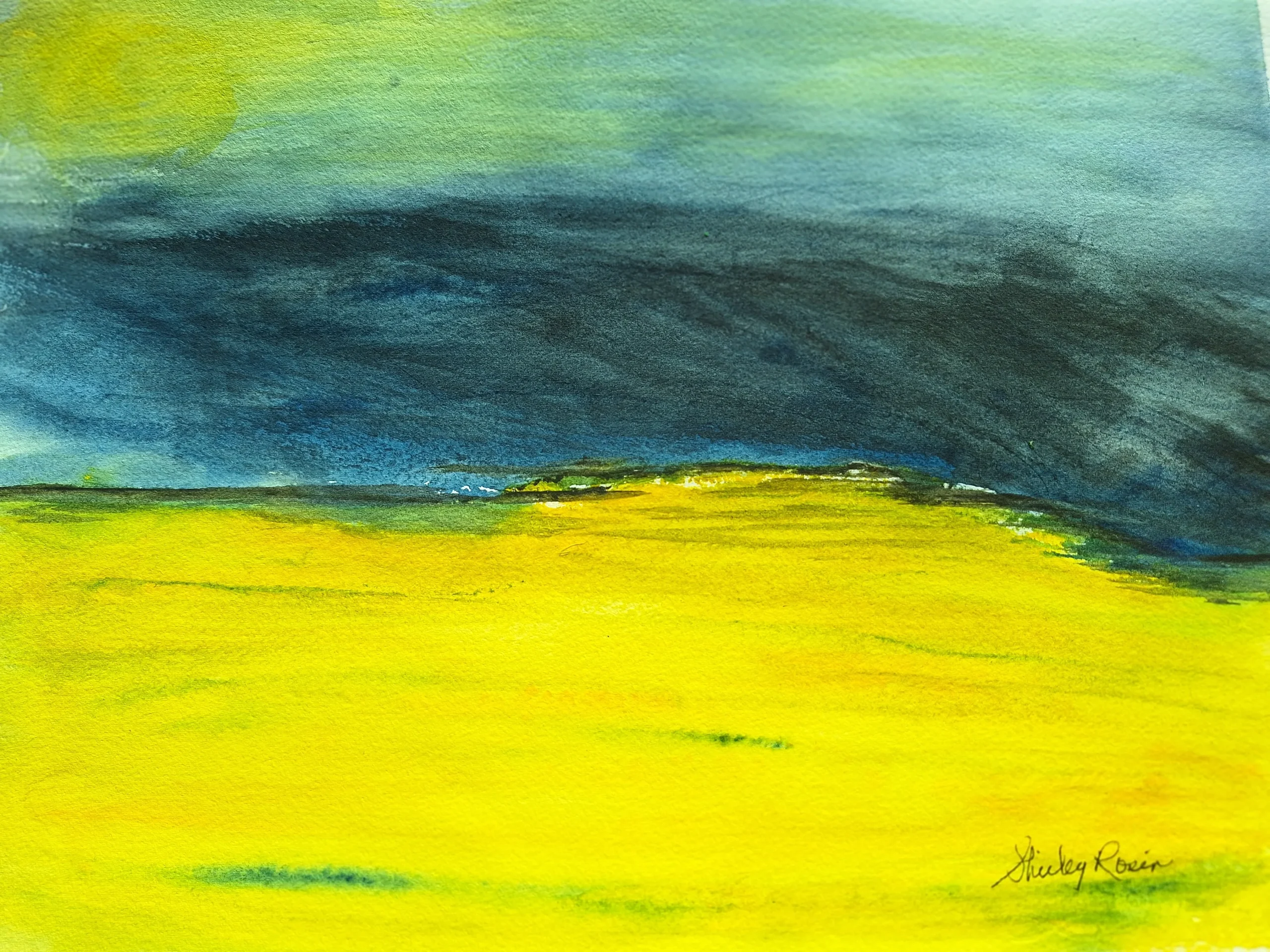 Alberta Canola Fields